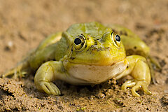 Kleiner Wasserfrosch © Frank Grawe