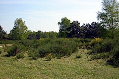 Brander Wald © Manfred Aletsee