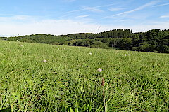 Unteres Genfbachtal © Biologische Station im Kreis Euskirchen