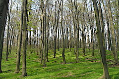 Perlgras-Buchenwald © Biologische Station Gütersloh-Bielefeld