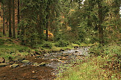 Naturnahe Bäche © Regionalforstamt Siegen-Wittgenstein