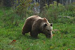 Braunbär im Tierpark Olderdissen © Biologische Station Gütersloh-Bielefeld