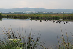 Moorpanorama © Birgit Königs