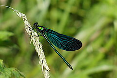 Blauflügel-Prachtlibelle © Biologische Station HSK