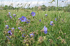 Wiesenstorchenschnabel am Deich © Haus der Natur, Biologische Station im Rhein-Kreis Neuss e.V.