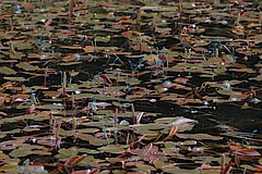 Libellen © NABU Naturschutzstation Münsterland e.V.