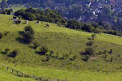 Viehweide bei Ottbergen © Frank Grawe