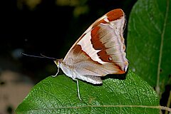 Weibchen des Großen Schillerfalters © Jochen Rodenkirchen