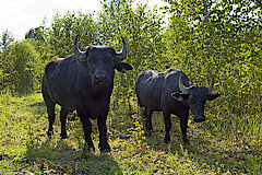 Wasserbüffel beweiden die Tongruben bei Nieheim © Landschaftsstation im Kreis Höxter e.V.
