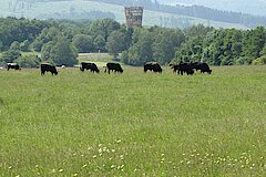 Heckrinder vor dem Jübergturm © Naturschutzzentrum Märkischer Kreis e.V.