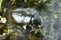 Kolbenwasserkäfer © Martin Schlüpmann