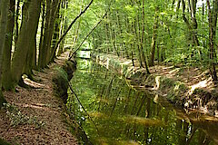 Alte Buchen am Ufer © NABU Naturschutzstation Münsterland e.V.