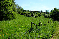 Magerweide Bitze © Ursula Siebel