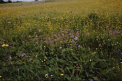 Bergwiese im Ländchen © Biologische Station im Kreis Euskirchen e.V.