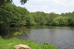 Teich an Dalheimer Mühle © Naturschutzstation Haus Wildenrath