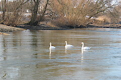 Schwäne © Haus der Natur, Biologische Station im Rhein-Kreis Neuss e.V.