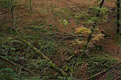 Lebensraum Totholz im Buchenwald © Regionalforstamt Siegen-Wittgenstein