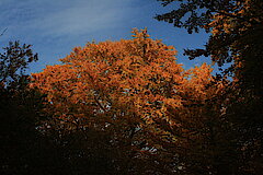 Kontraste im Herbst © Regionalforstamt Siegen-Wittgenstein