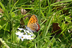 Blauschillernder Feuerfalter © Biologische Station Städteregion Aachen e.V.