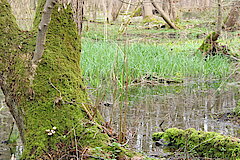 Bruchwald hinter dem Kloster © Haus der Natur, Biologische Station im Rhein-Kreis Neuss e.V.