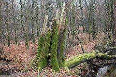 Totholz © Biologische Station Westliches Ruhrgebiet