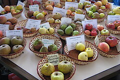 Obstsorten der Knechtstedener Obstwiesen © Haus der Natur, Biologische Station im Rhein-Kreis Neuss e.V.