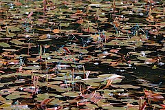 Libellen © NABU-Naturschutzstation Münsterland e.V.