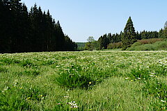 Bärwurzwiese © Biologische Station Städteregion Aachen e.V.