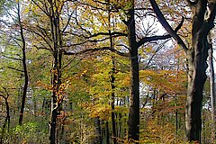 Rotbuchenwald im Herbst © Biologische Station Westliches Ruhrgebiet