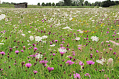 Wiese an Niederheide © I.Jürgens