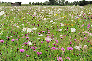 Wiese an Niederheide