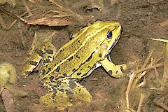 Wasserfrosch © Martin Schlüpmann