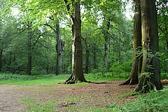 Knechtstedener Wald © Haus der Natur, Biologische Station im Rhein-Kreis Neuss e.V.
