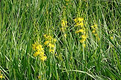 Moorlilien © Naturschutzzentrum Märkischer Kreis e.V.