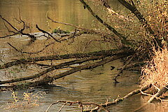 Der Eisvogel ist schwer zu finden © Regionalforstamt Siegen-Wittgenstein