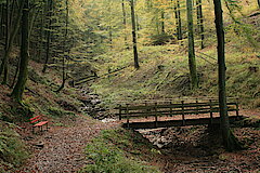 Idyllische Wege durch den Wald © Regionalforstamt Siegen-Wittgenstein
