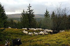 Bergheidepflege auf der Lippischen Velmerstot © S. Rzepka