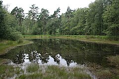 Dystrophes Gewässer im Hiesfelder Wald © Biologische Station Westliches Ruhrgebiet