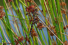 Blaugrüne Mosaikjungfer © NABU-Naturschutzstation Münsterland