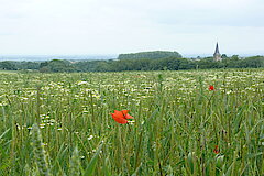 Feldflur bei Hoinkhausen © Ralf Joest