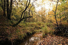 Herbst im Bachtal © Regionalforstamt Siegen-Wittgenstein