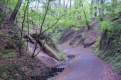 Enge Bachtäler, die Siefen, gaben dem Siebengebirge seinen Namen © Klaus Weddeling