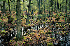 Waldtümpel in der Davert © Markus Franz