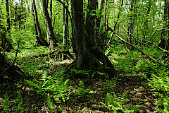 Unterwuchsreiche Erlen-Feuchtwälder - Lebensraum des Haselhuhns © Michael Gertz