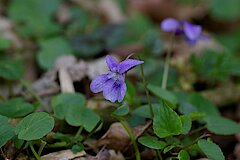 Waldveilchen © Biologische Station Steinfurt e.V.