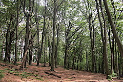 Buchenwald © Birgit Königs