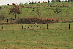 Mäusebussard im Landeanflug © Regionalforstamt Siegen-Wittgenstein