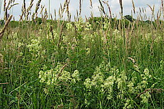 Gelbe Wiesenraute © Biologische Station Gütersloh-Bielefeld