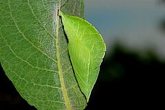 Puppe Schillerfalter © Biologische Station Bonn / Rhein-Erft