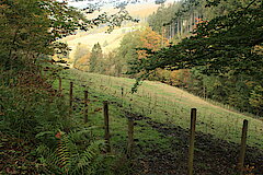 Blick ins Tal © Regionalforstamt Siegen-Wittgenstein